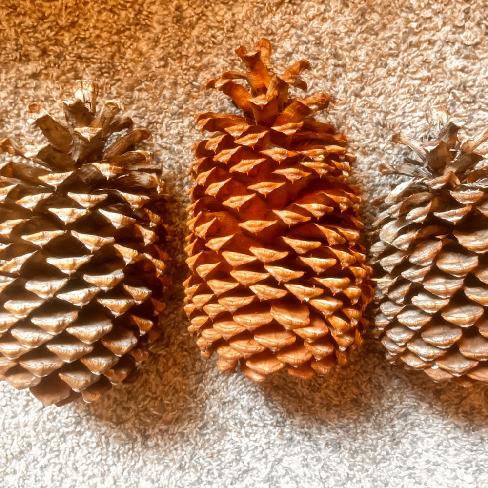 Large pine cones